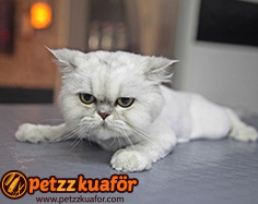 Kedi Tırnak Kesim Ücreti Kedi tırnak kesim ücreti